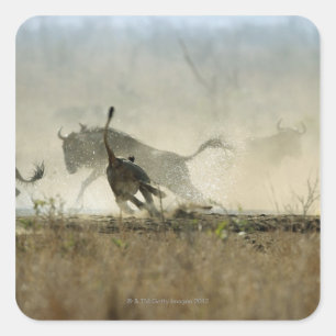 Kruger National Park, Mpumalanga Province, South 3 Square Sticker