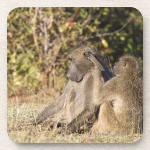 Kruger National Park, South Africa Coaster