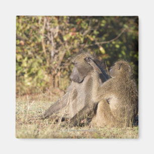 Kruger National Park, South Africa Magnet