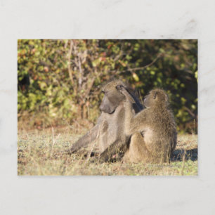 Kruger National Park, South Africa Postcard