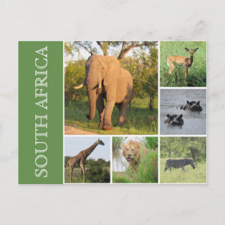 kruger south africa postcard