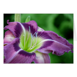 Krypton Core - Daylily