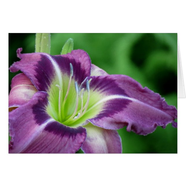 Krypton Core - Daylily (Front Horizontal)