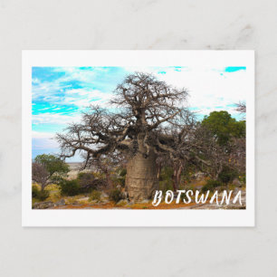 Kubu Island Baobab Tree Baobabs Botswana Scenery Postcard