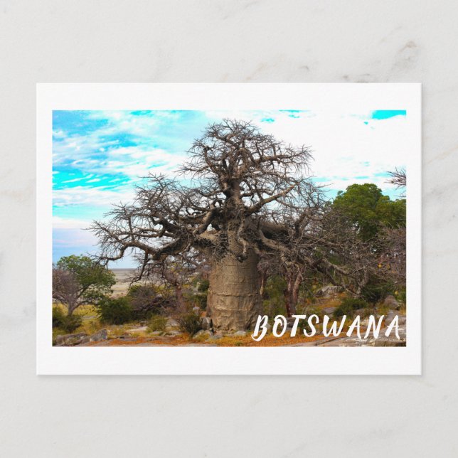Kubu Island Baobab Tree Baobabs Botswana Scenery Postcard (Front)