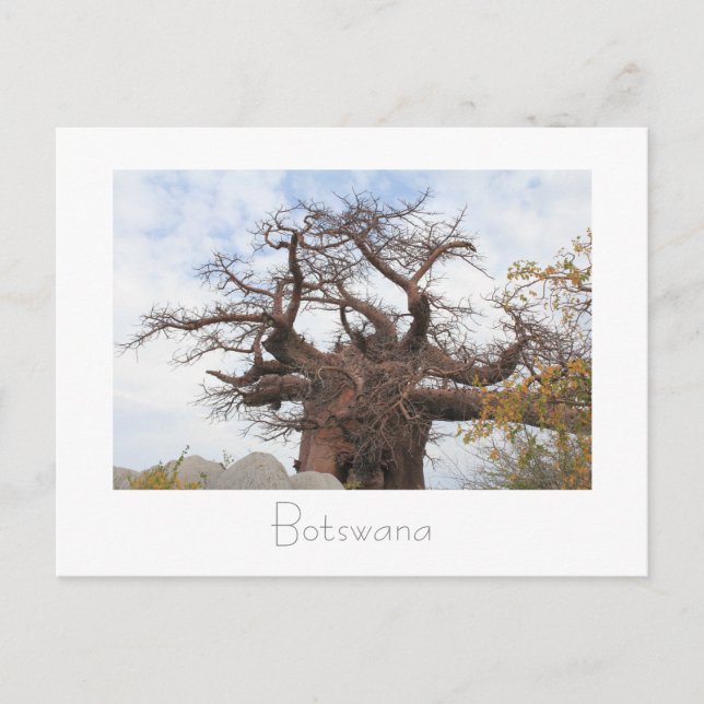 Kubu Island Baobab Tree Botswana Scenery Postcard (Front)