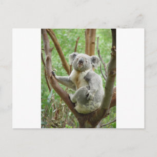 Kuddly Koala Postcard
