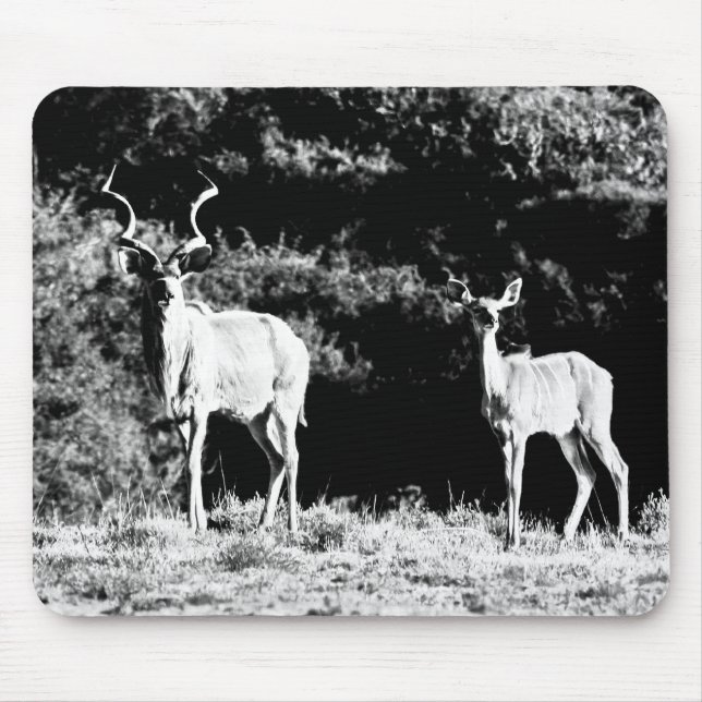 Kudu bull and cow in black & white - Mousepad (Front)