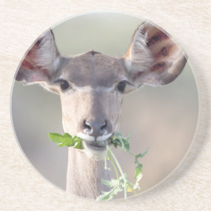 Kudu portrait coaster