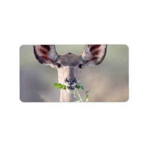 Kudu portrait label