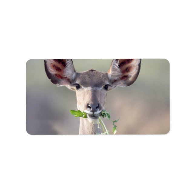 Kudu portrait label (Front)