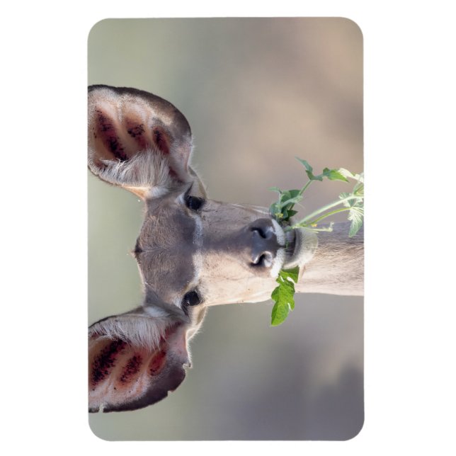 Kudu portrait magnet (Vertical)