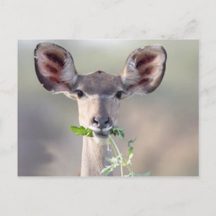 Kudu portrait postcard