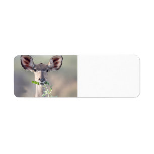 Kudu portrait return address label