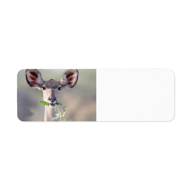 Kudu portrait return address label (Front)