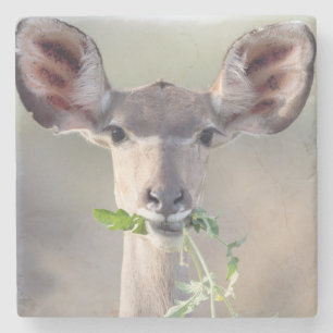 Kudu portrait stone coaster