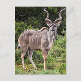 Kudu. Postcard