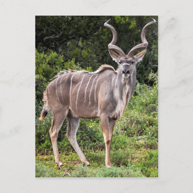 Kudu. Postcard (Front)