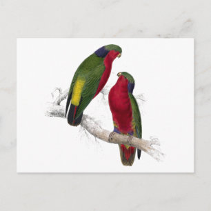 Kuhl’s Parrakeet by Edward Lear Postcard