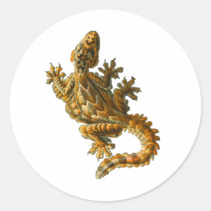 Kuhl's Flying Gecko Classic Round Sticker