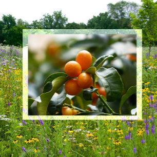 Kumquats on Kumquat Tree Branch Postcard
