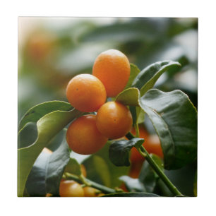 Kumquats on Kumquat Tree Branch Tile