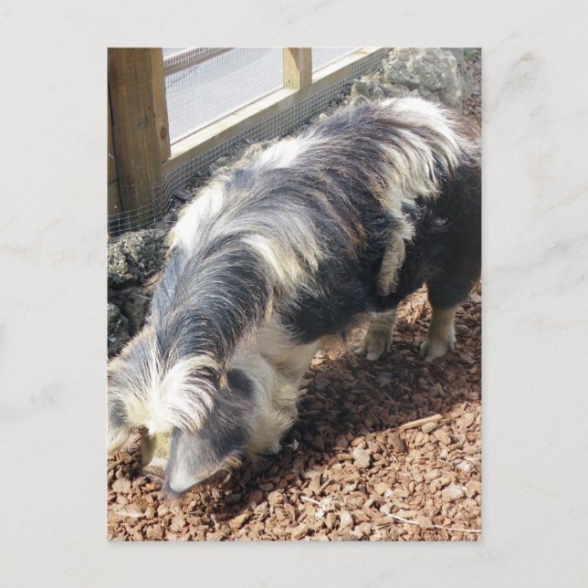 Kunekune Pig Postcard (Front)