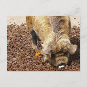 Kunekune Pig Postcard
