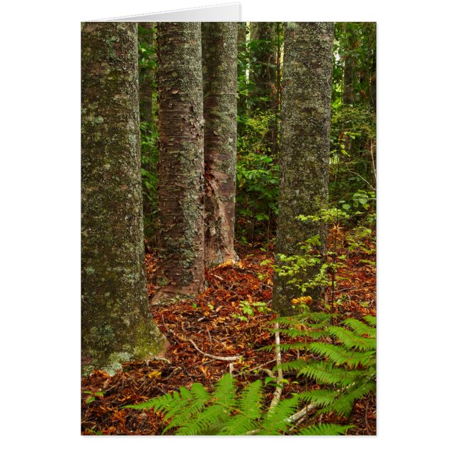 Kuri trees | New Zealand (Front)