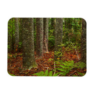 Kuri trees New Zealand Magnet