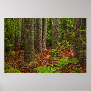 Kuri trees   New Zealand Poster