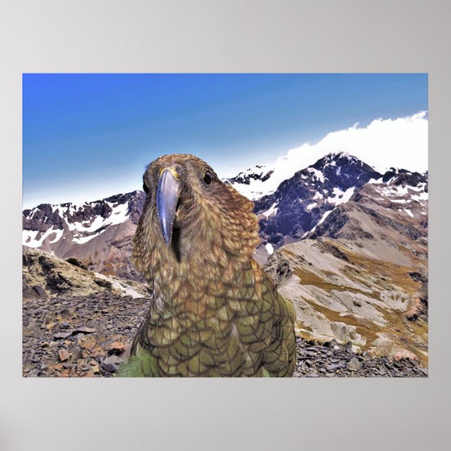 Kurious Kea Poster (Front)