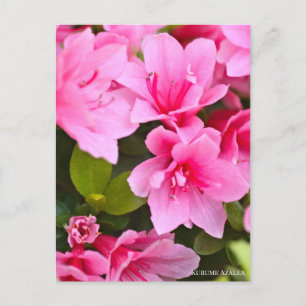 Kurume Azalea Postcard