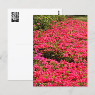 Kurume Azalea Postcard