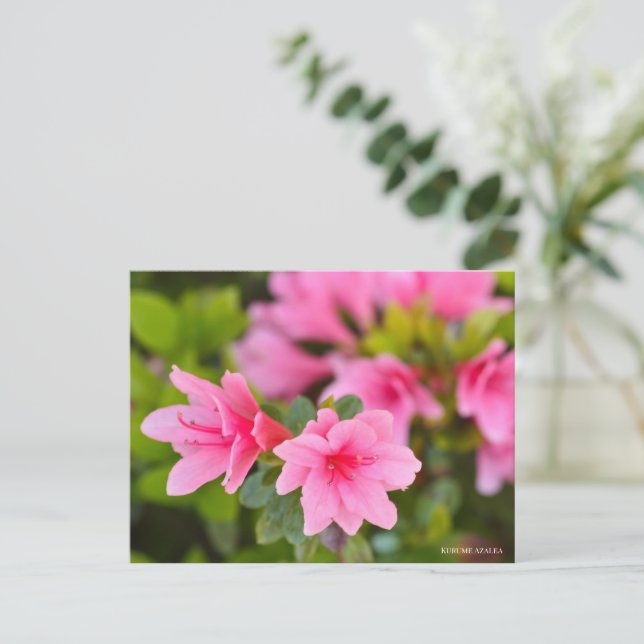 Kurume Azalea Postcard (Standing Front)