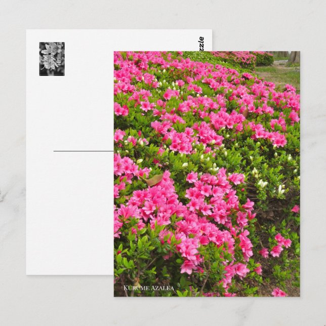 Kurume Azalea Postcard (Front/Back)