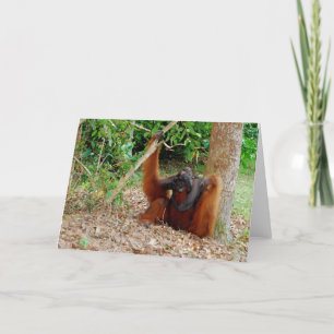 Kusasi, Famous Orangutan King at Camp Leakey Card
