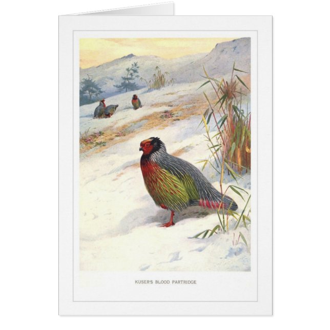 Kuser's Blood Partridge; (Front)