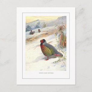 Kuser's Blood Partridge Postcard