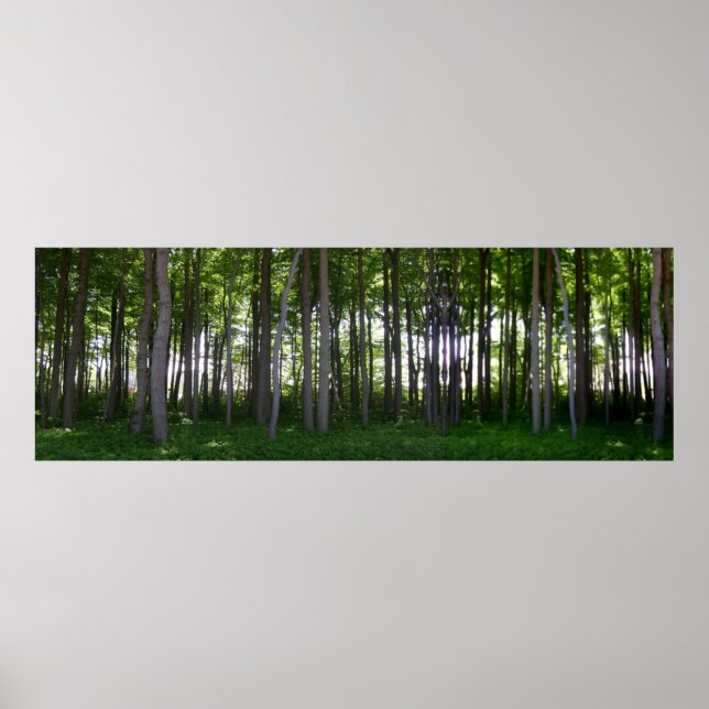 Küstenschutzwald. Poster (Front)