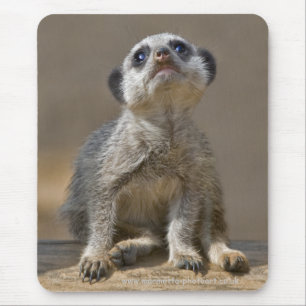 Kute Kat Mousemat
