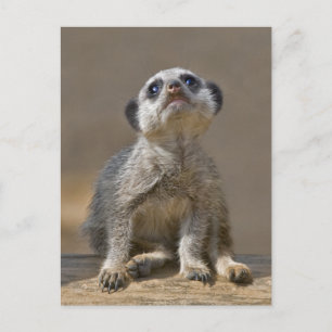 Kute Kat Postcard