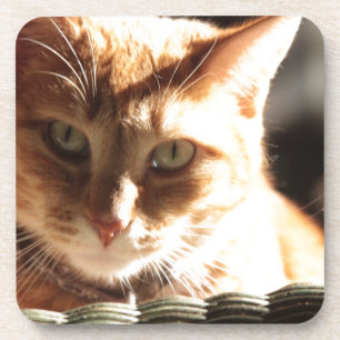 Kute Kitty! Coaster