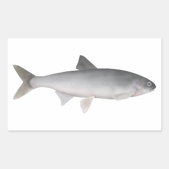 Kutum Rectangular Sticker (Front)