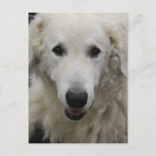 Kuvasz Dog Breed Postcard