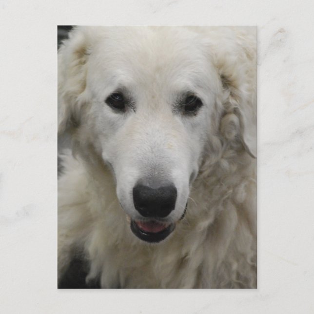 Kuvasz Dog Breed Postcard (Front)