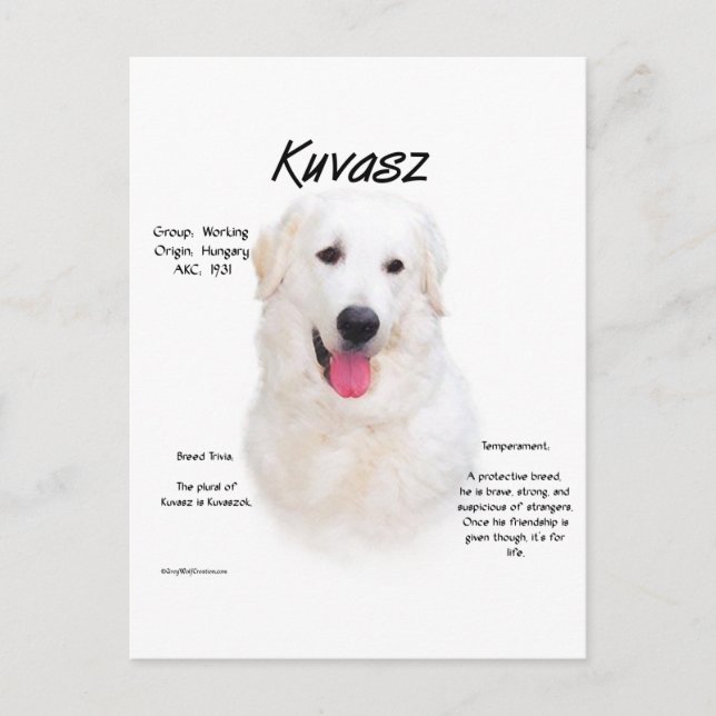 Kuvasz History Design Postcard (Front)