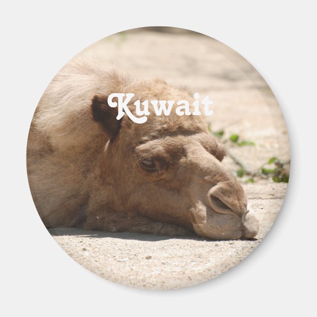 Kuwait Camel Magnet (Front)