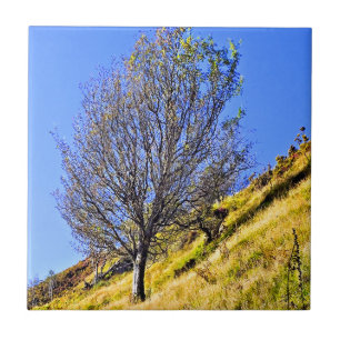 L0NE TREE CERAMIC TILE