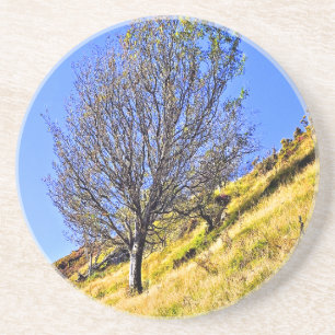 L0NE TREE COASTER